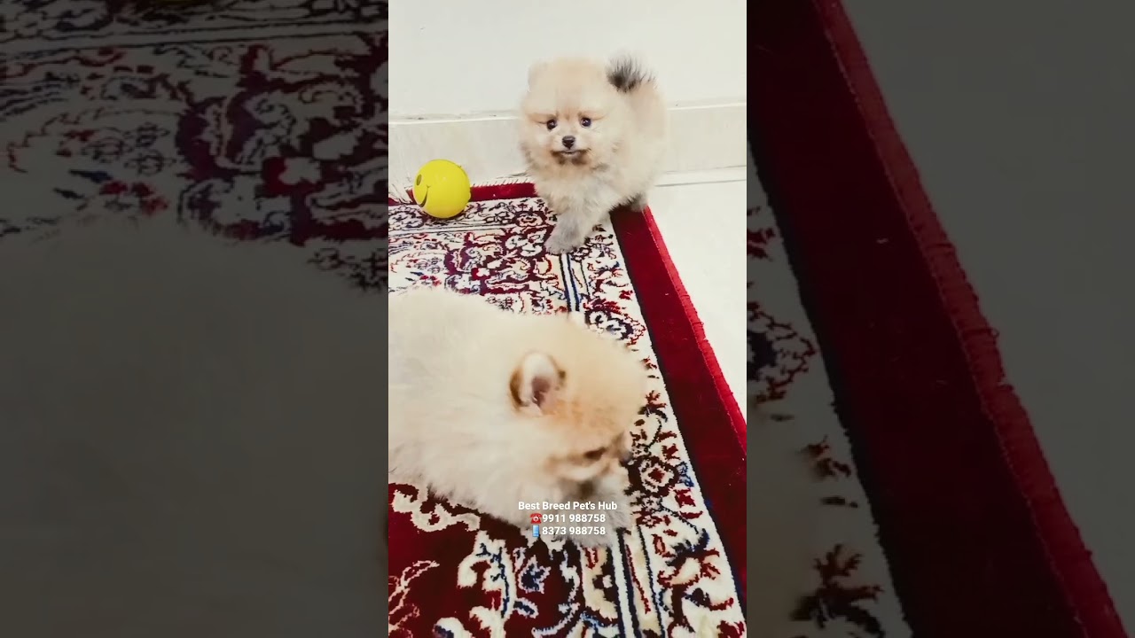 Toy Pom Pup's Home Delivery Anywhere in India 