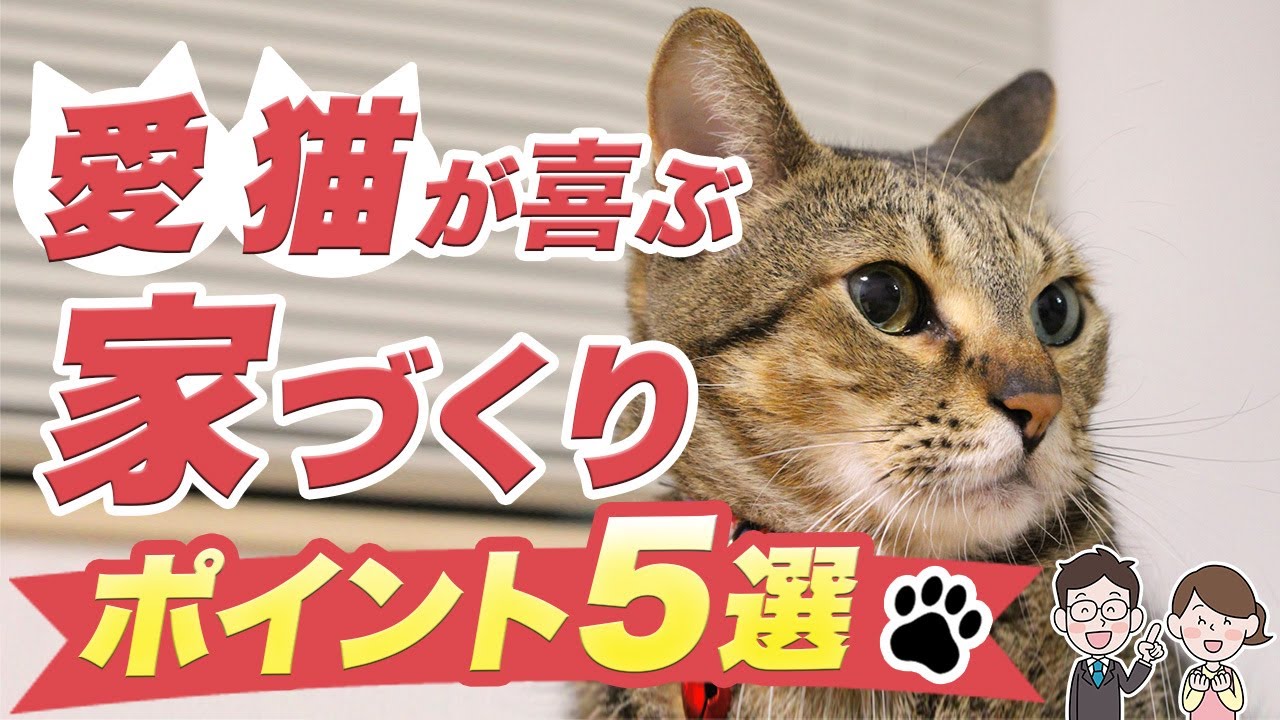 【新築】猫と暮らす注文住宅の作り方！トイレなど5つの間取りの基本と壁の傷対策など解説！