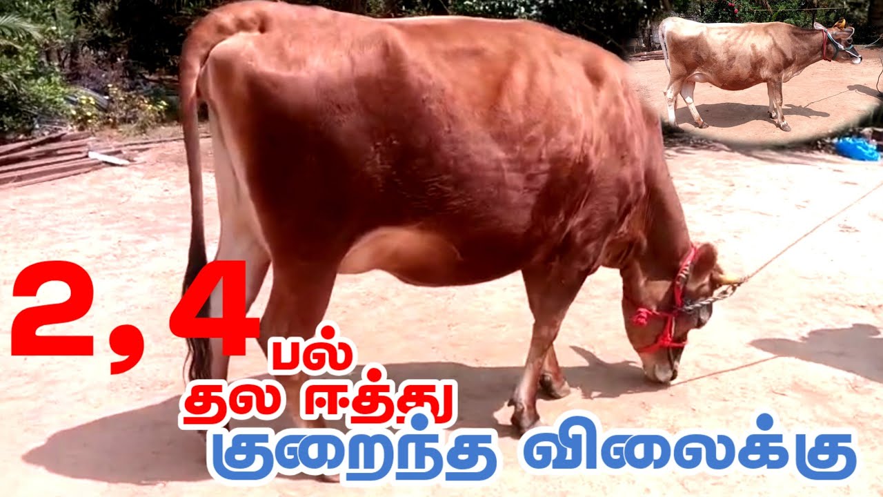 குறைந்த விலைக்கு இரண்டு ஜோடி ஜெர்சி தல ஈத்து கிடாரிகள் விற்பனைக்கு வந்துள்ளது 2,4பல்லில் உள்ளது #cow