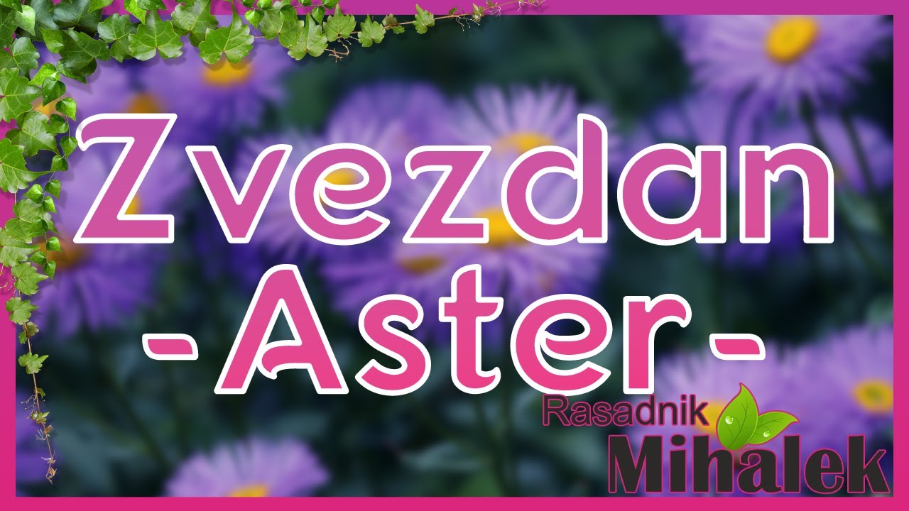 Asteri - Zvezdani