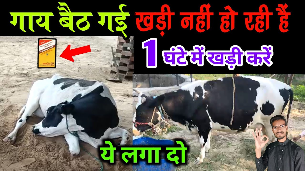 गाय बैठ गई खड़ी नहीं हो पा रही है/downer cow syndrome ka ilaj🤞downer cow syndrome treatment in hindi