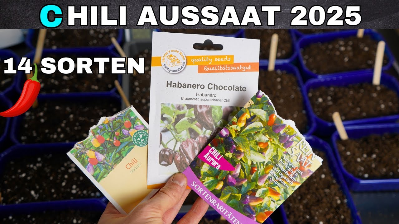XXL Chili Aussaat 2025 - so klappt die Chili Anzucht! 🪴🌶️