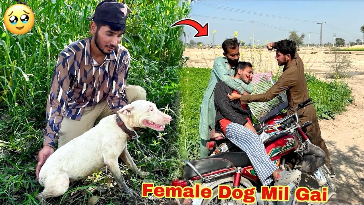 I got a FEMALE DOG🥹 THE BOSS HAS NEVER BEEN KNOWN🤬