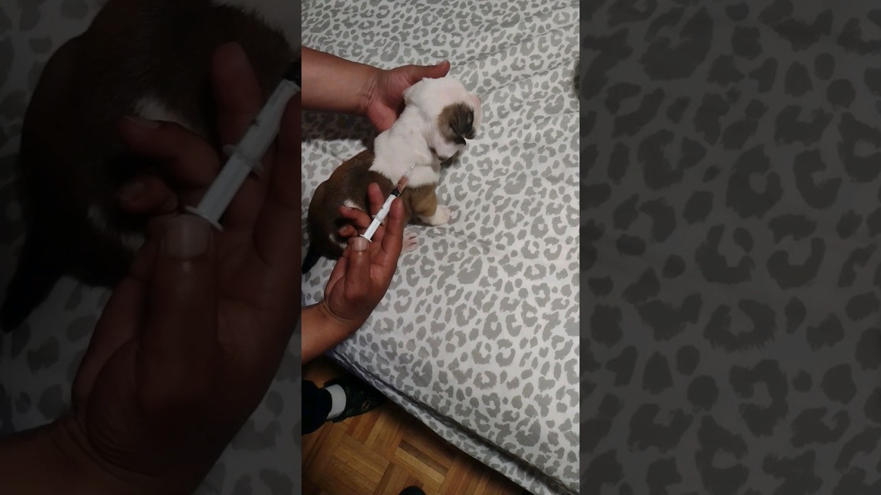 puppy getting parvo vaccine , first 💉 #thanksforwatching #nanobully #youtubeshorts#exoticbullypuppy
