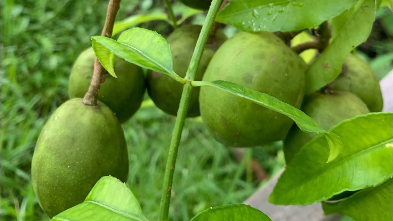 June plum dwarf vs Giant, in Florida2023