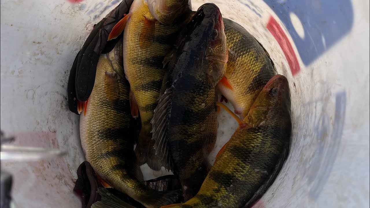 Ice fishing my favorite body of water (2026 Big Perch!!)