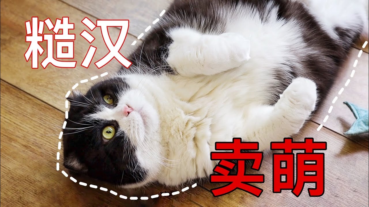 新貓進家第2天：糙漢變身小嬌娘主動營業，辣眼睛！ ｜李喜猫