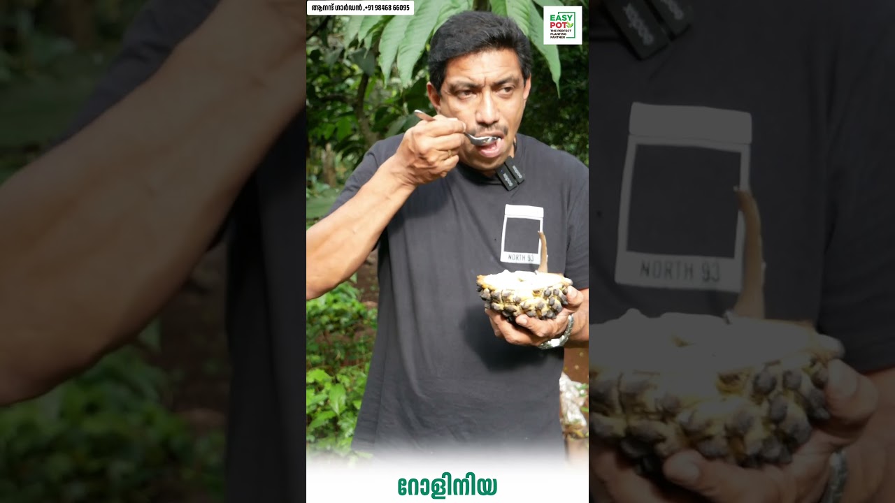 റോളിനിയ നല്ലതാണോ? #gardening #farmer #shortsvideo