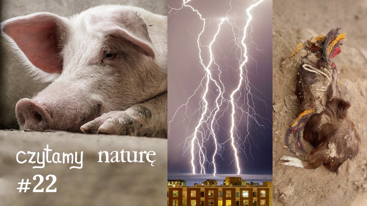 Czytamy naturę #22 | Mózg żywy po śmierci - Igiełki piorunów - Ofiary ze świnek morskich