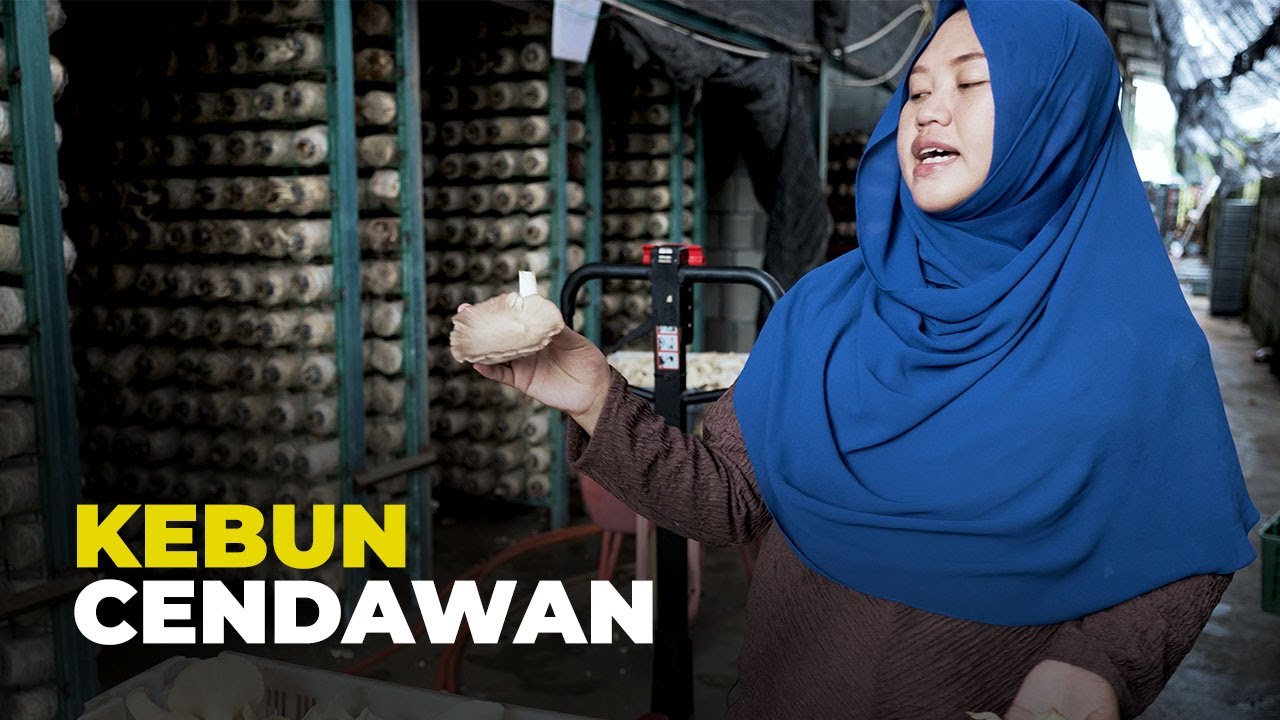 Kebun Cendawan Tiram