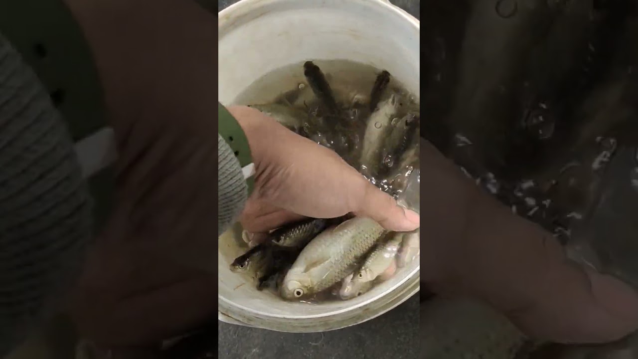 panen wader cakul kali #shorts #mancing #wader #youtubeshorts