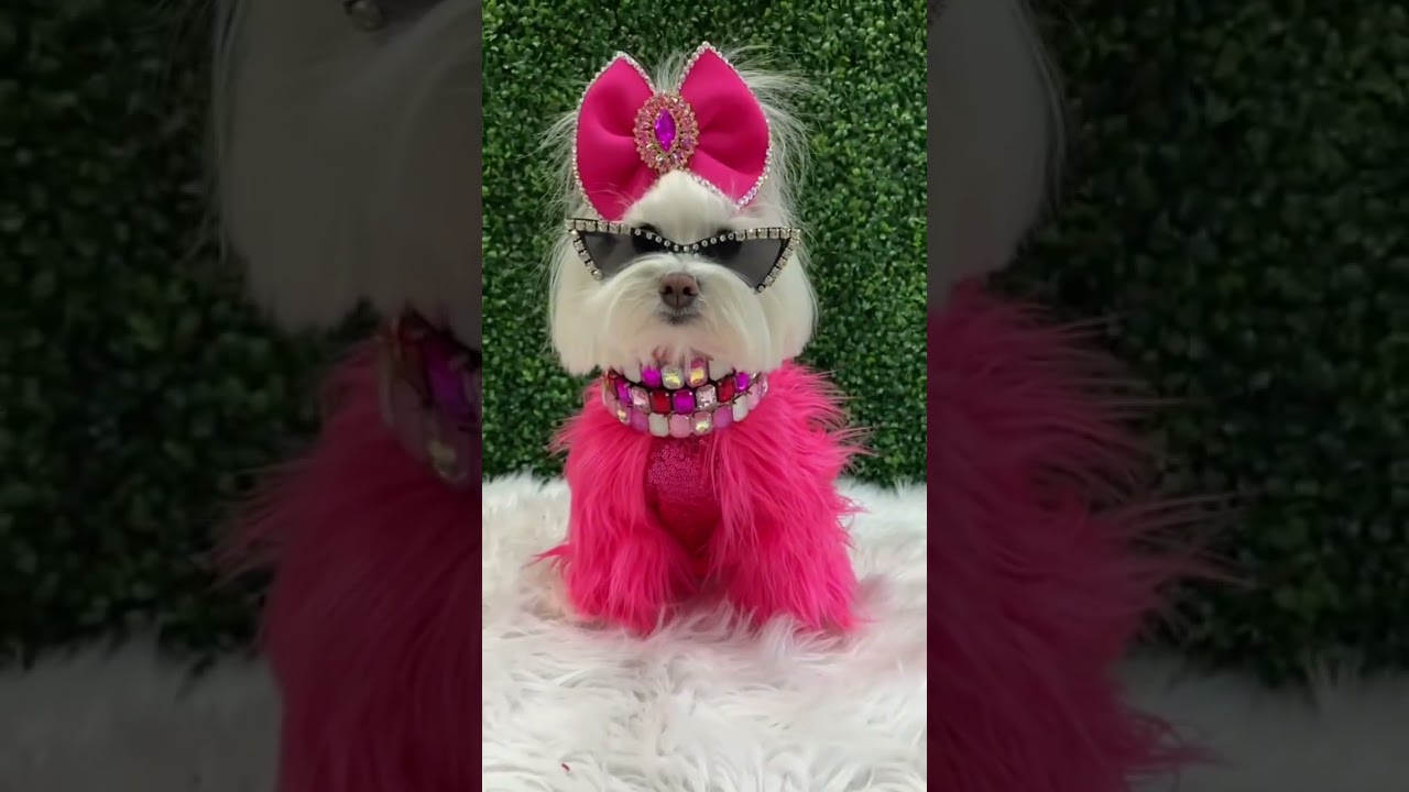 LUXURY dog accessories at AFFORDABLE prices‼️✨🥰💖✔️💯 #dogaccessories #dogs #dogfashion