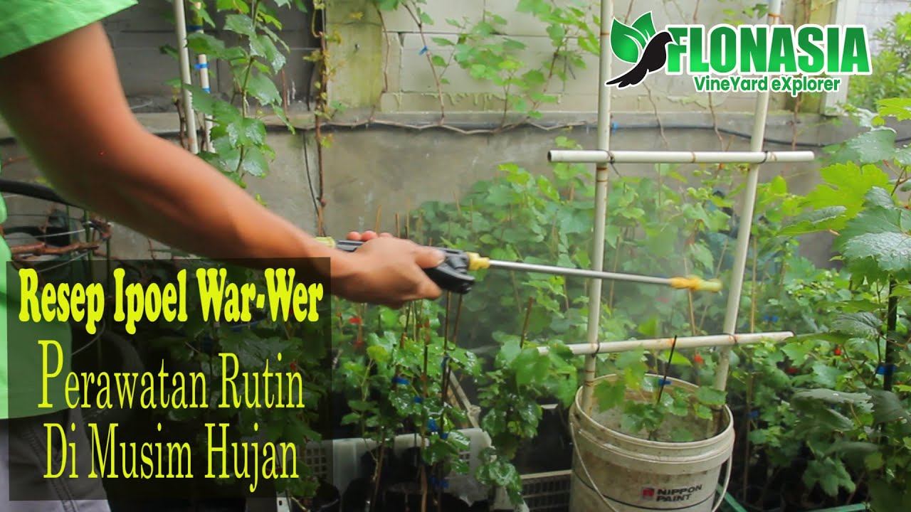 Resep Manjur om @Ipoel War-wer Perawatan Pohon Anggur Di Musim Hujan