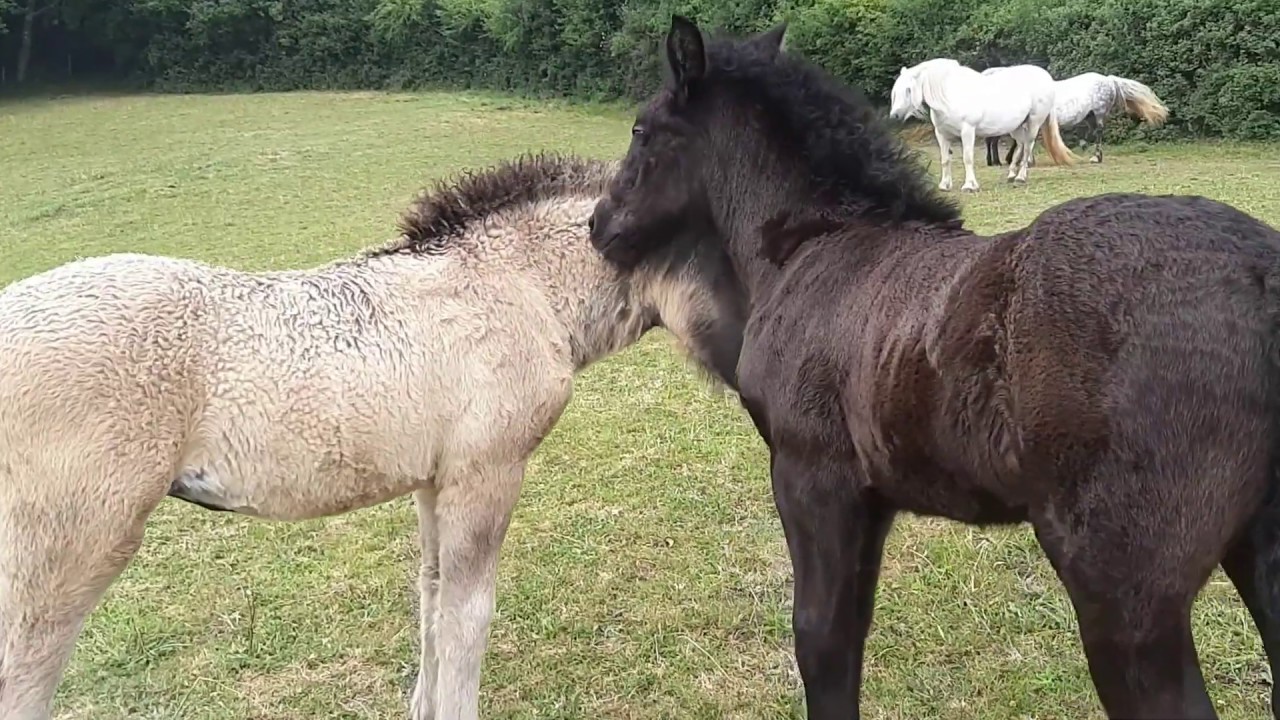 Holmedown Highland Ponies 2020