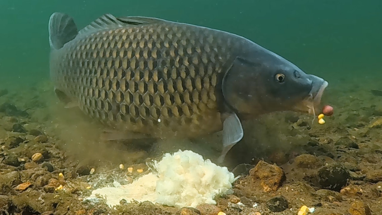 3 Days of Corn Flour Carp Fishing – Underwater Action!
