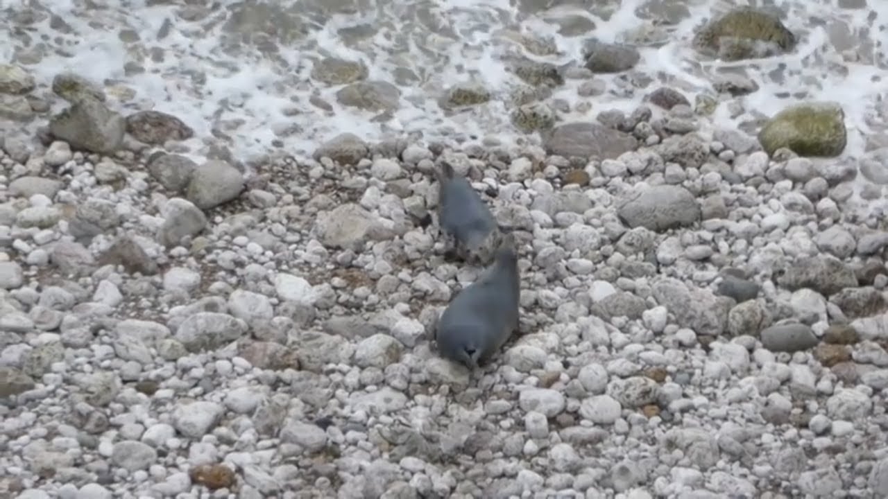 Mother of newborn seal pup arguing with mother of 10 day old seal pup