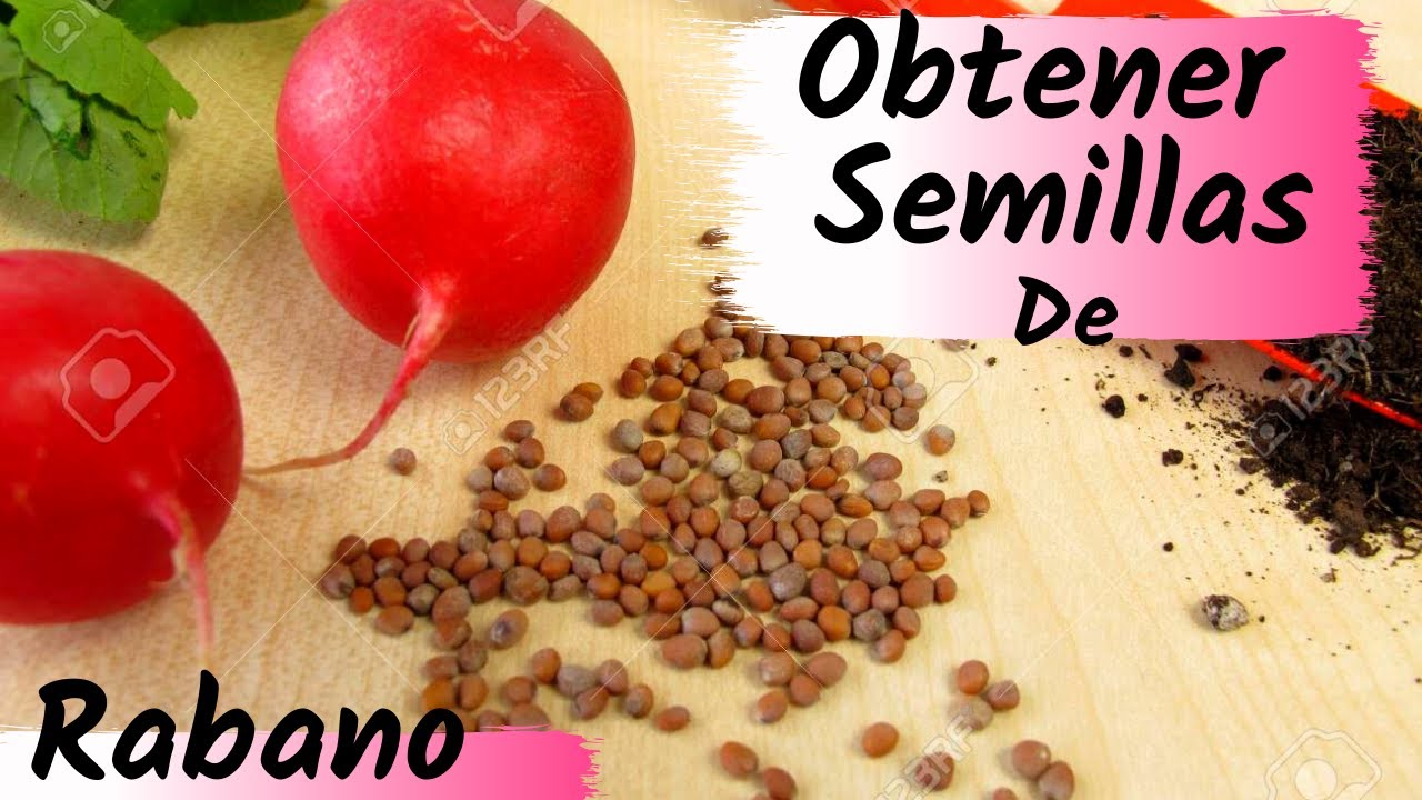 COMO OBTENER SEMILLAS DE RABANO ORGANICAS