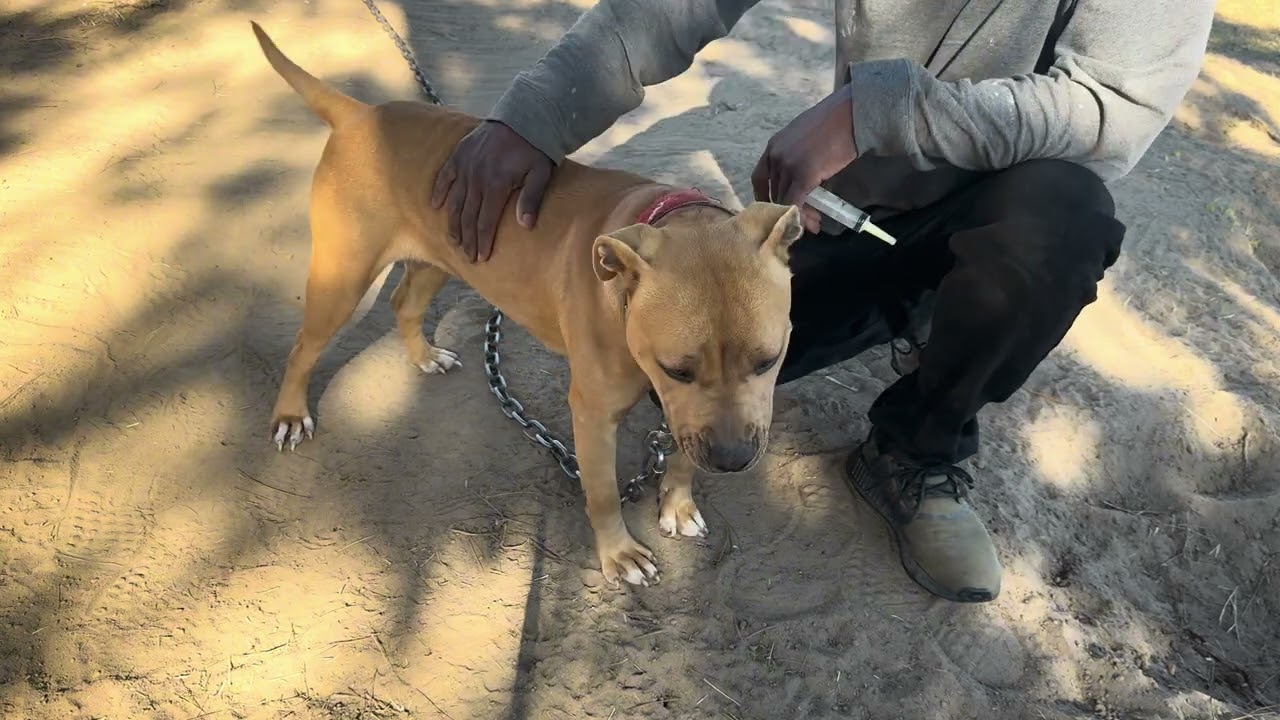 Catch Guard Megiddo S1 Ep 3 #Pitbull #pets #care