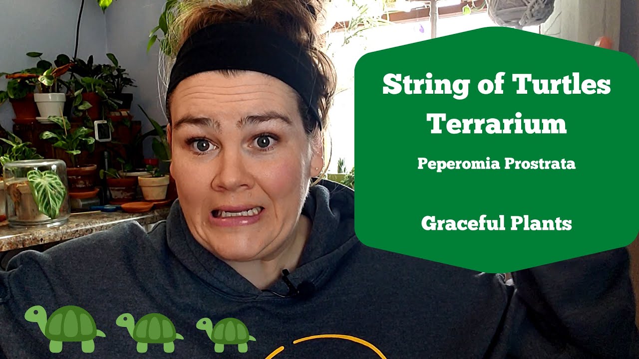 String of Turtles Terrarium | Peperomia Prostrata | Graceful Plants