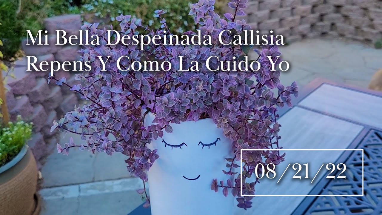 Mi Bella Despeinada Callisia Repens Y Cómo La Cuido Yo
