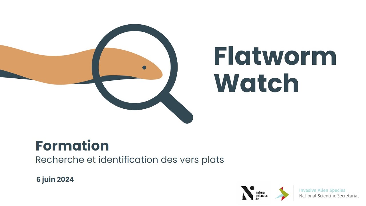 FlatwormWatch : identification et recherche des vers plats en Belgique