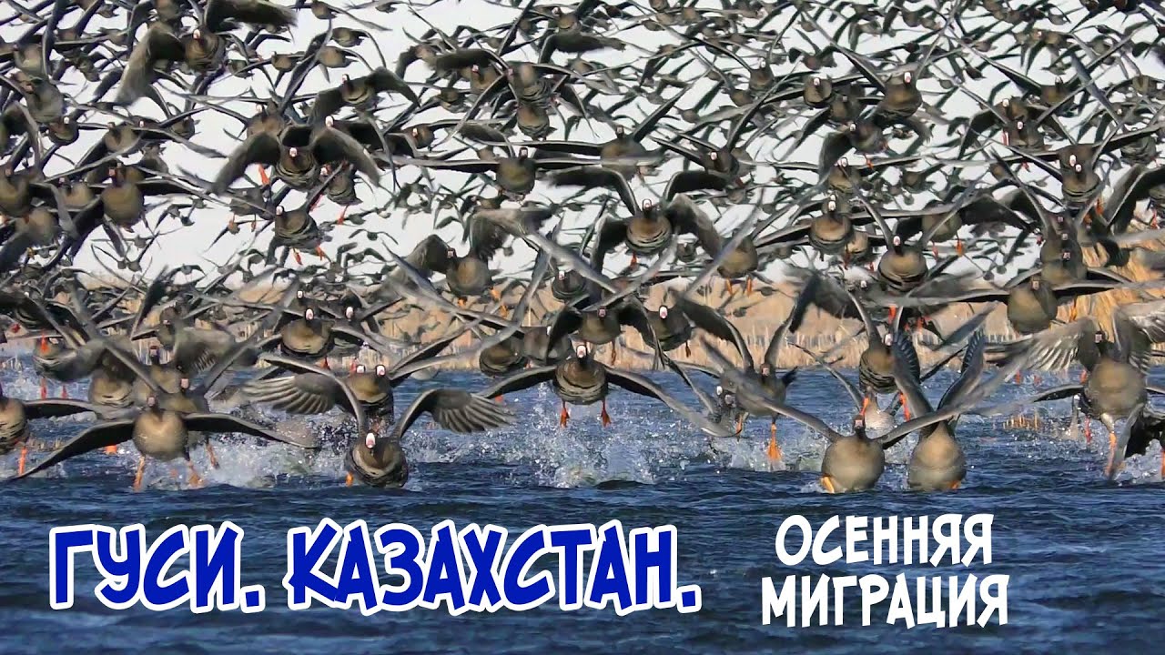 Гуси. Казахстан. Осенняя миграция.