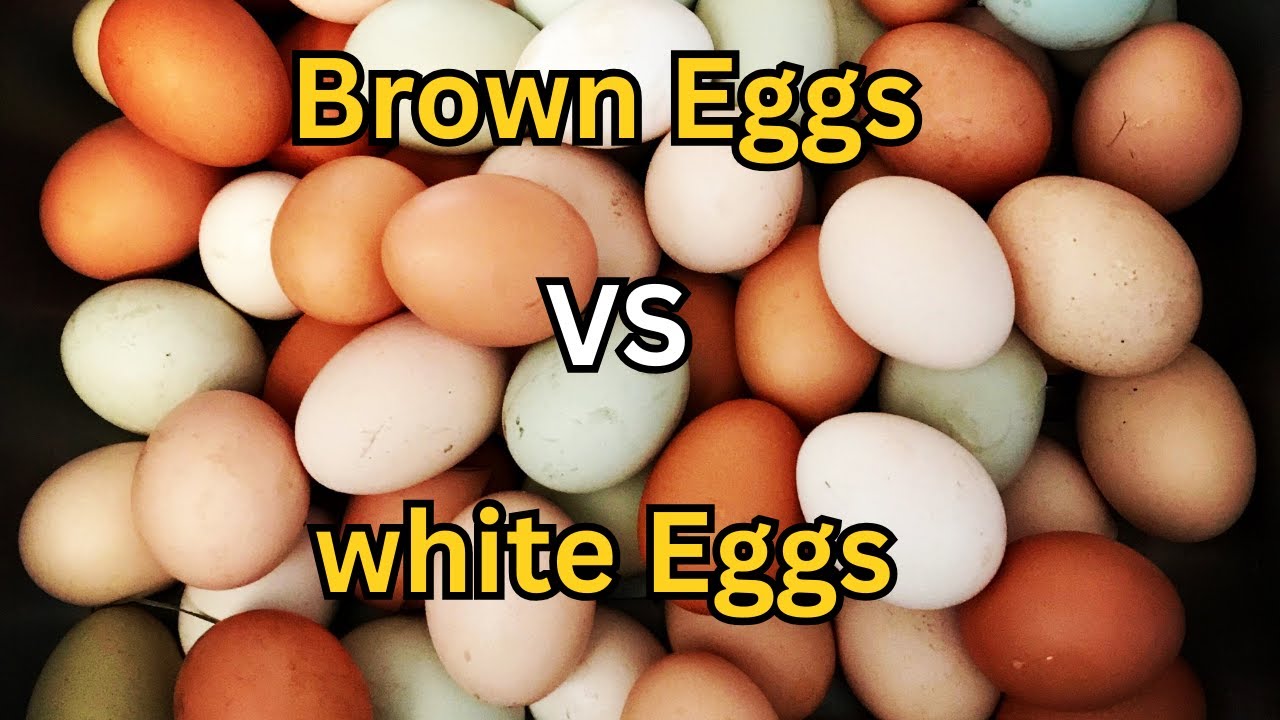 What’s the Real Difference Between Eggs? #shorts  #facts #didyouknow