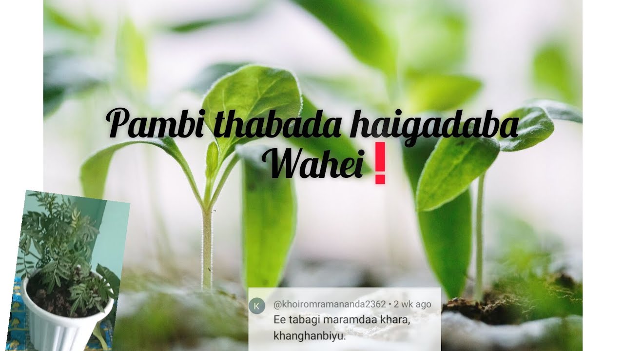 Haigada wahei pambi thabada khangadaba.🌿🌱#meiteis #gardening #minivlog #meiteicommunity