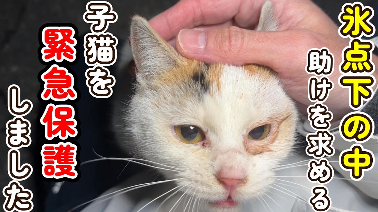 【緊急保護】氷点下の中、助けを求める子猫を保護しました
