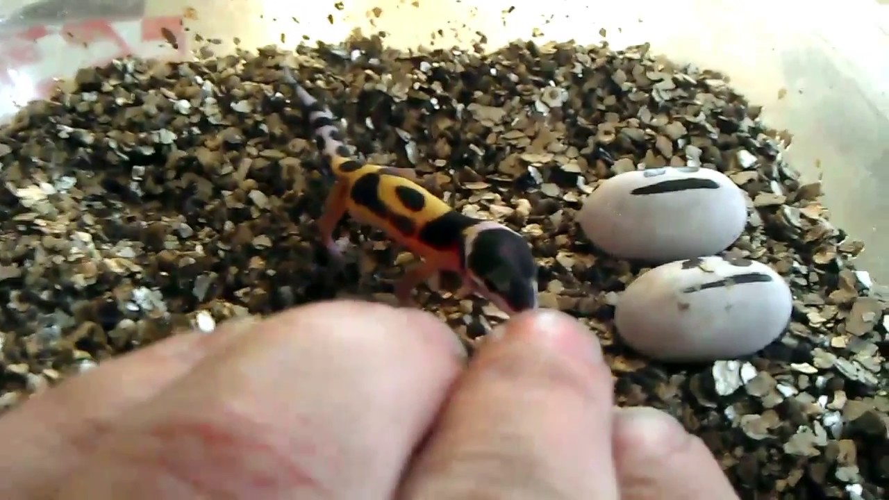 Angry Gecko Hatchlings