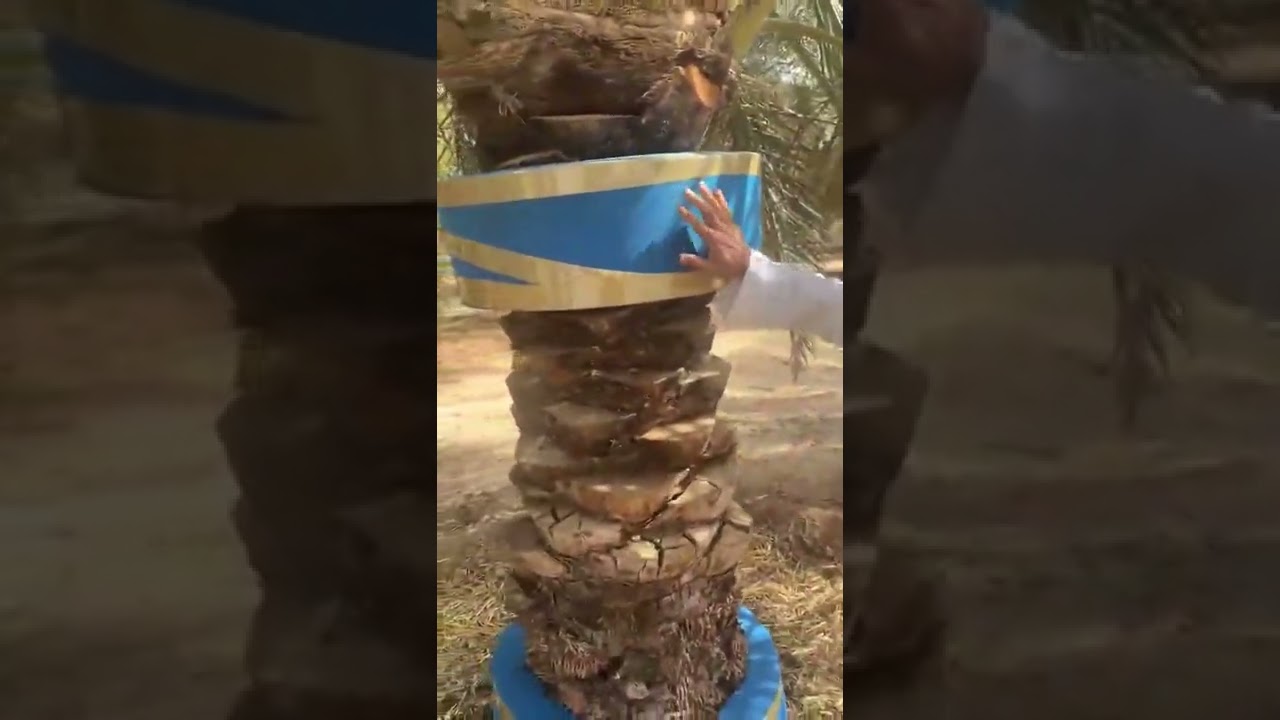 مكافحة سوسة النخيل بطريقة التبخير