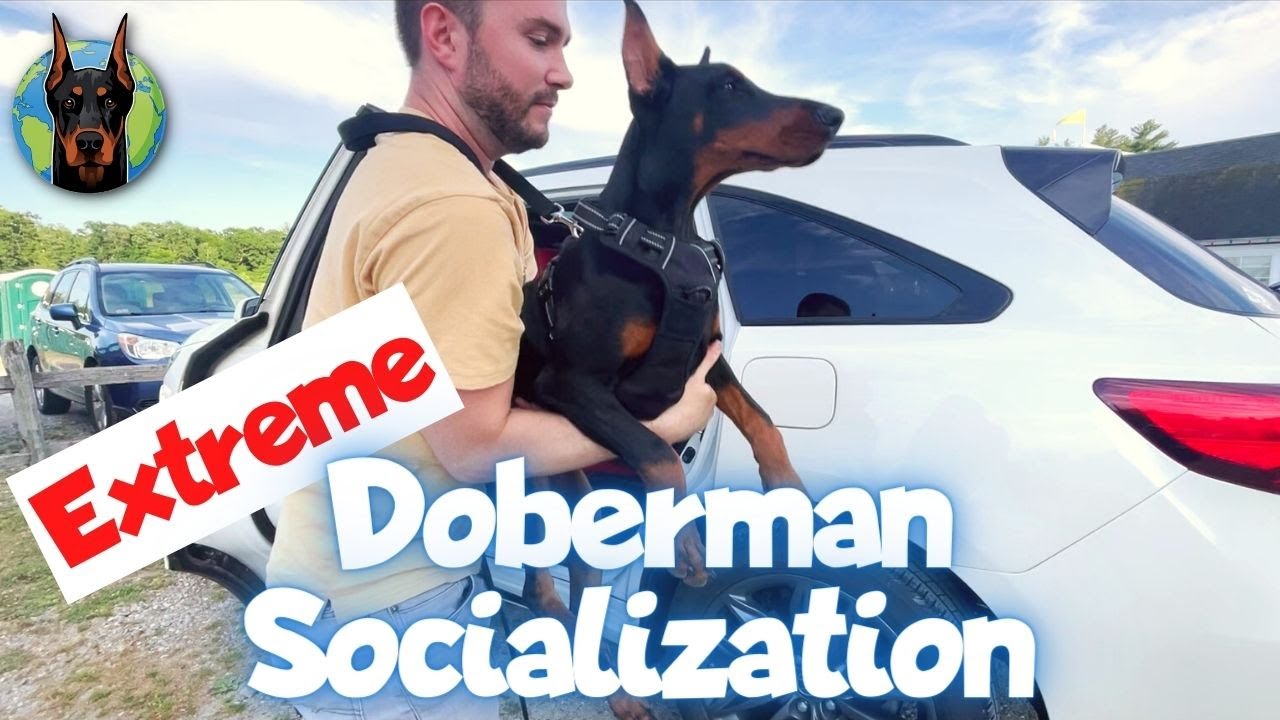 Socializing a 16-Week-Old Doberman (with Zeta)