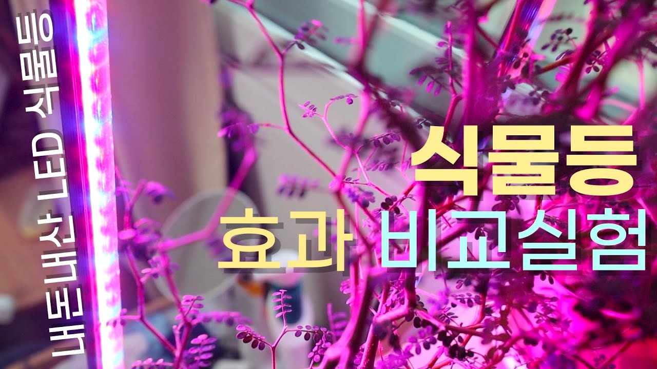한 달 동안 식물등 효과를 실험해봤어요 - 내돈내산 LED 식물등 후기