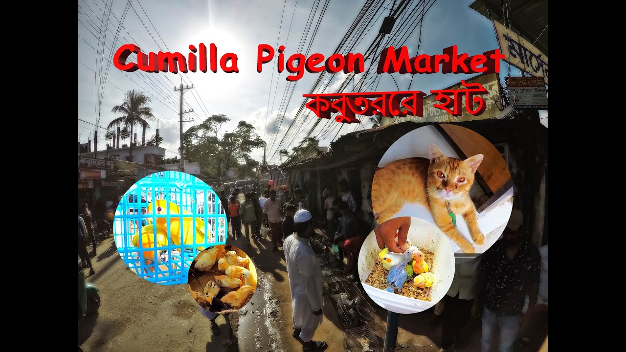 কুমিল্লা দিদার কবুতরের হাট | Cumilla pigeon hat | Biggest fancy pigeon market in cumilla | #comilla