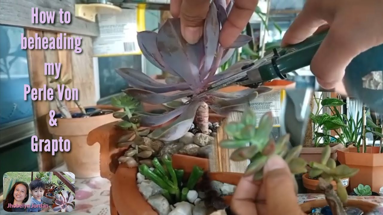 #plantsmum #momshie #jhobelynjordan How to beheading(Perle Von/Grapto)succulents|