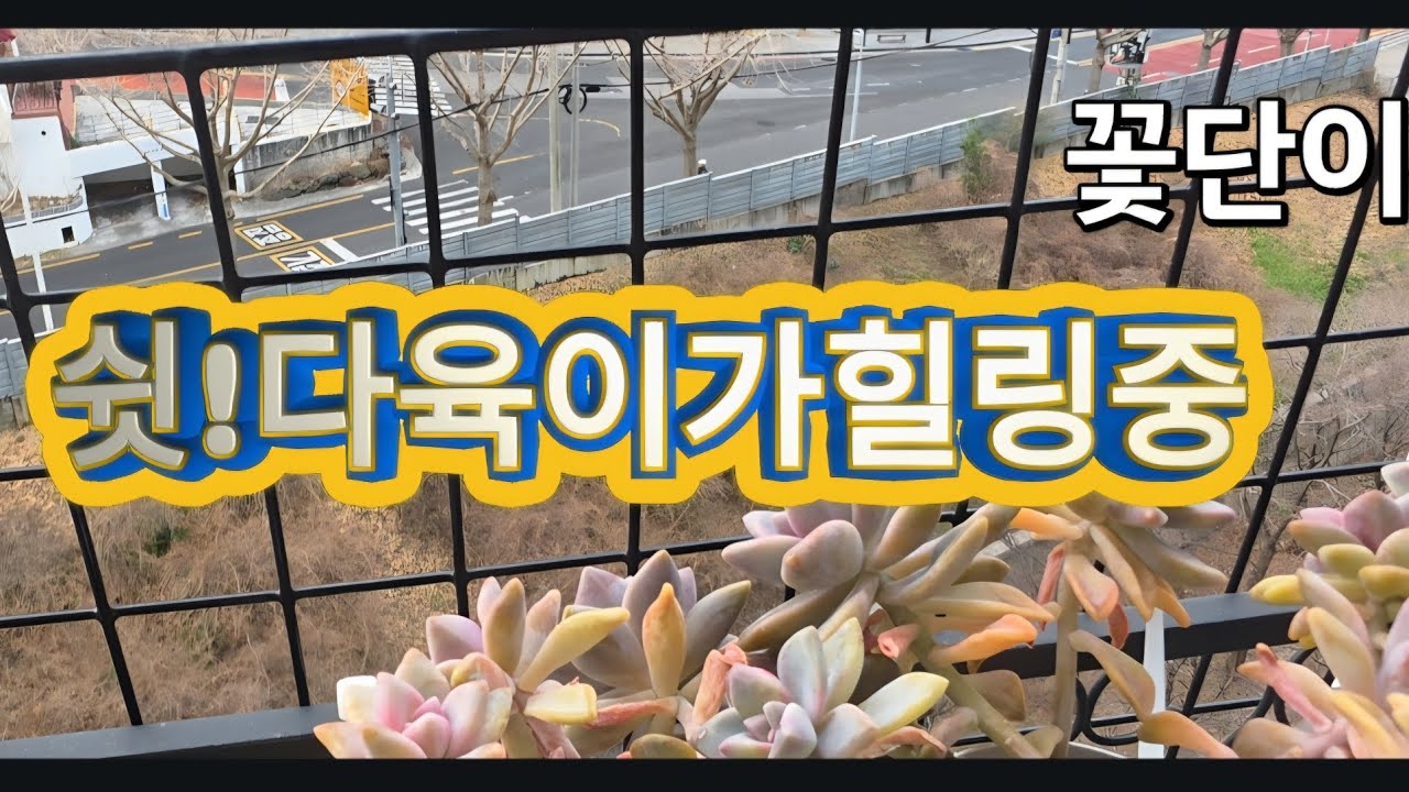 걸이대다육이일상다육이도사생활은있다^^#succulent #걸이대#베란다힐링팜#꽃단이네다육 