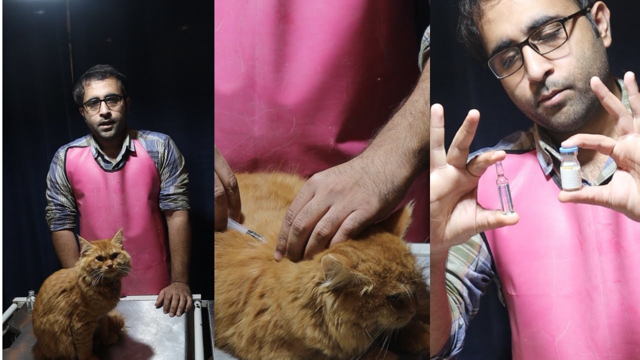 How to give injection to a cat at home | Aliyan Vets