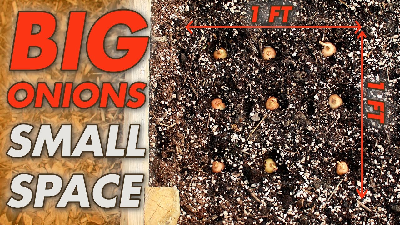 How To Grow BIG ONION BULBS | Square Foot Gardening In Raised Beds (Step By Step GUIDE)