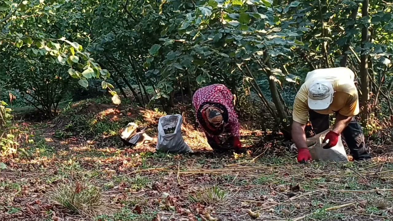🌰🔥 Fındık Sezonu Resmen Başladı! Bahçelerde Yoğun Mesai | Karadeniz’de Yaşam