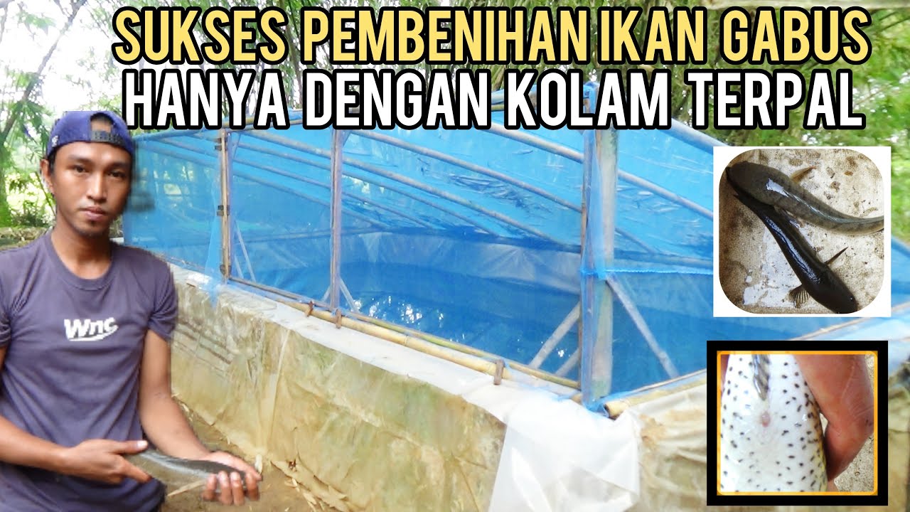 SUKSES BUDIDAYA IKAN GABUS HANYA DENGAN KOLAM TERPAL || UNTUNG BERLIPAT GANDA