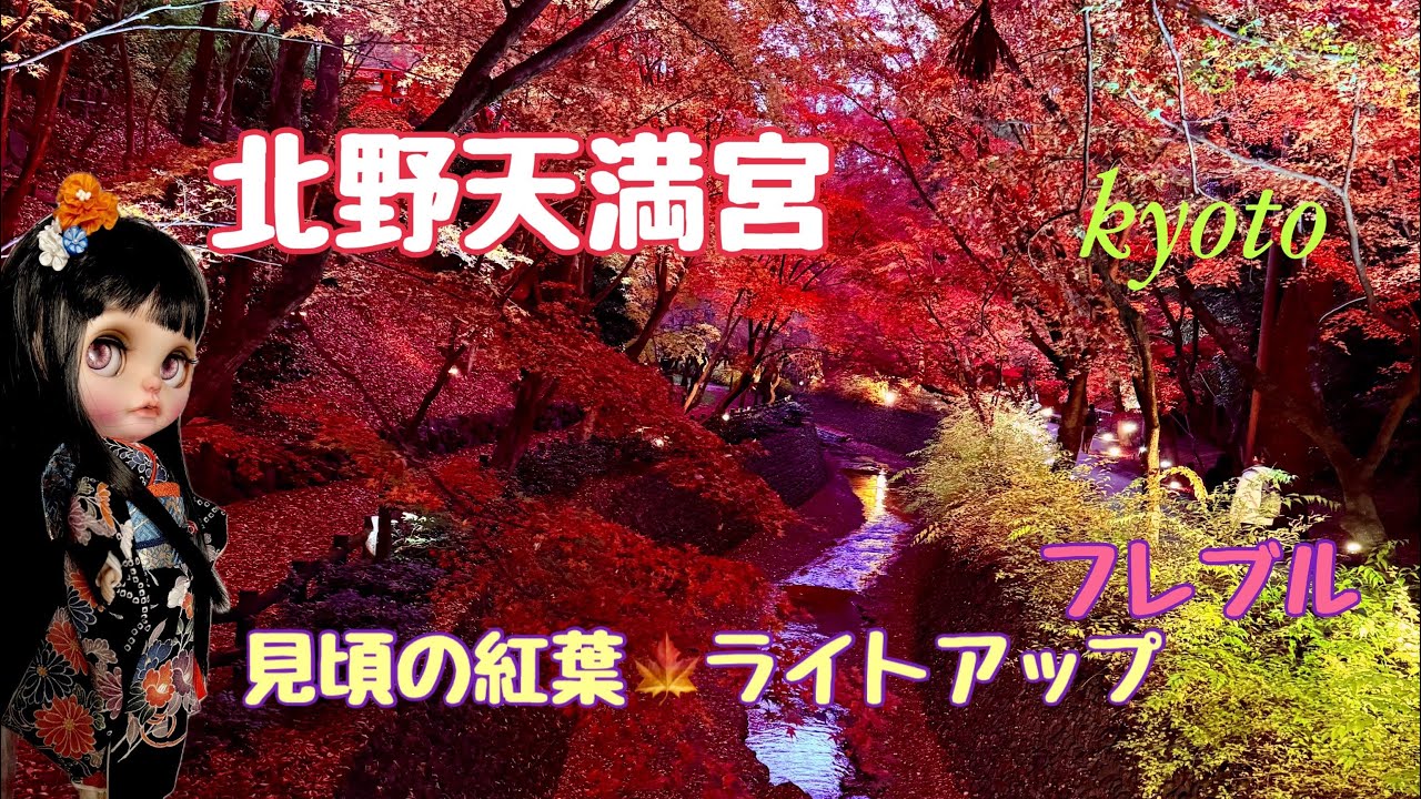 kyoto 【北野天満宮】見頃を迎えた紅葉🍁夕方撮影とライトアップ撮影　幻想的な景色をお楽しみ下さい♪2025年12月3日撮影