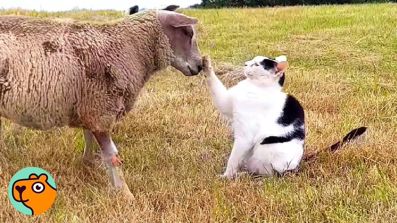 Farm Cat Visits His Sheep Friends Every Day | Cuddle Buddies