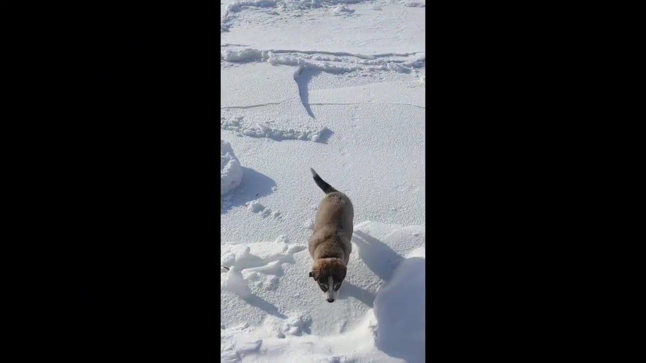 Два щенка на замершей реке: радость и игры ❄️🐶