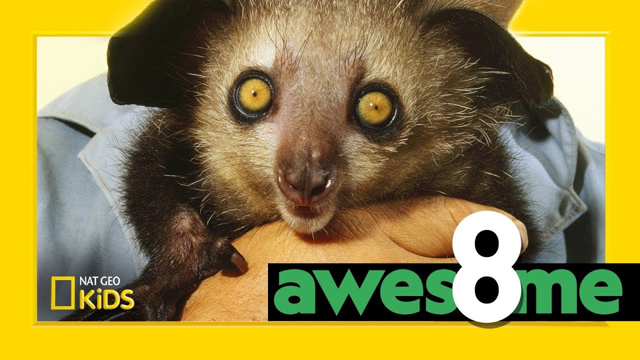 Weird But Wonderful Animals | Awesome 8