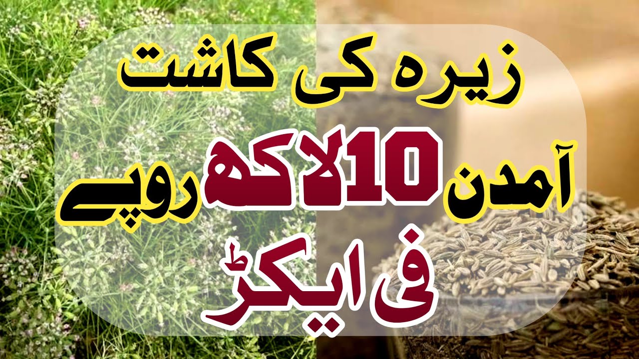 Learn how to get 10 Lacs per Acre with Cumin farming | زیرہ کی کاشت کریں | دس لاکھ فی ایکڑ کمائیں