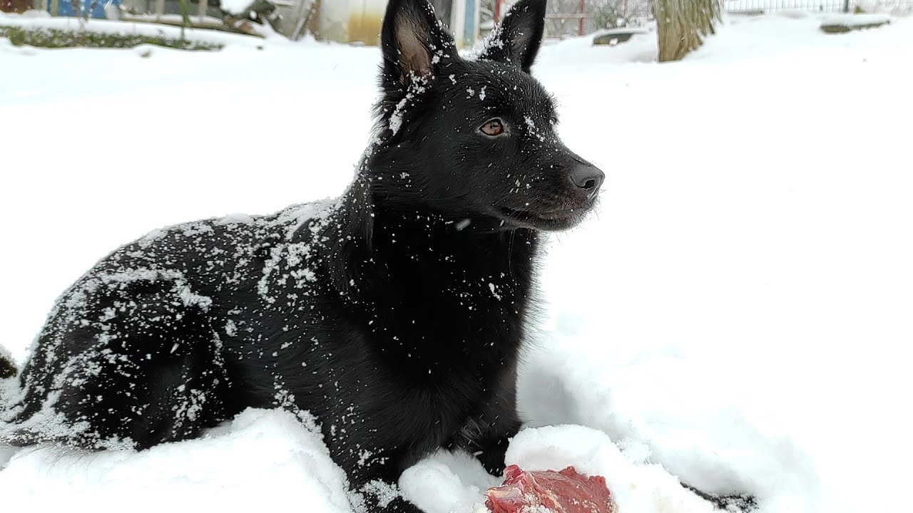 Dog Eating BEEF meat in the Snow | Dog Eating ASMR & Peaceful Countryside