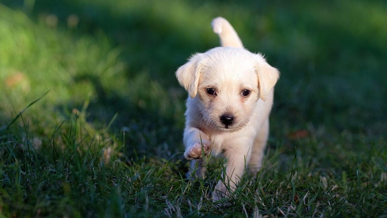 Funniest & Cutest 🐶 - Best Dogs Compilation Videos 2022 #26 | Dogs Park