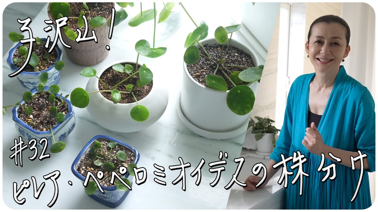 #32 子沢山! ピレアペペロミオイデスの株分