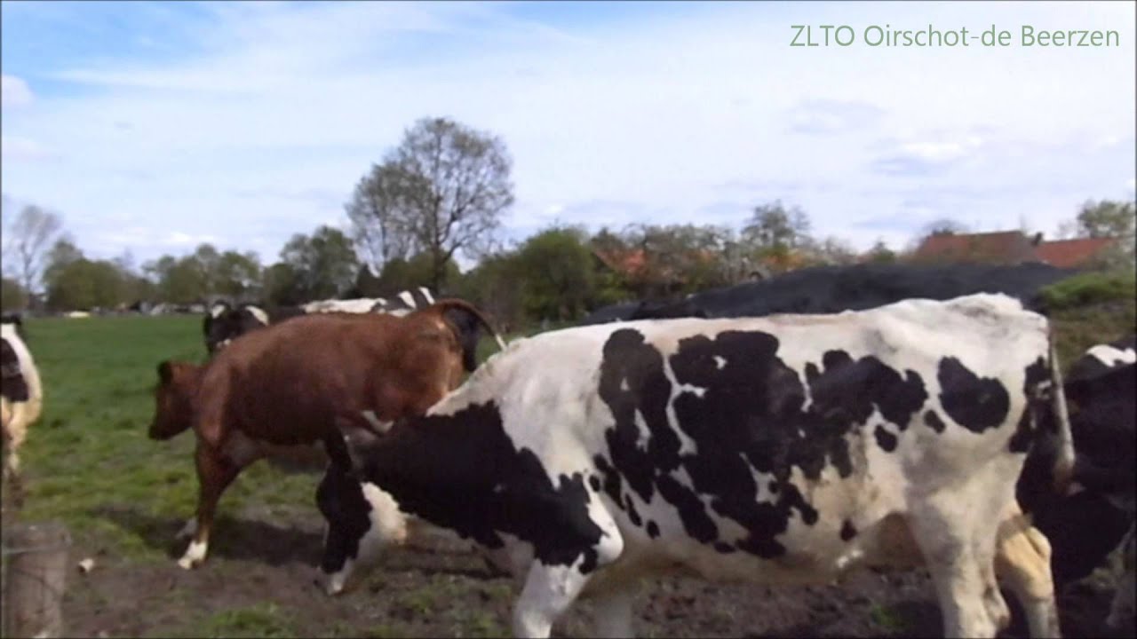 Koeien naar buiten 2015