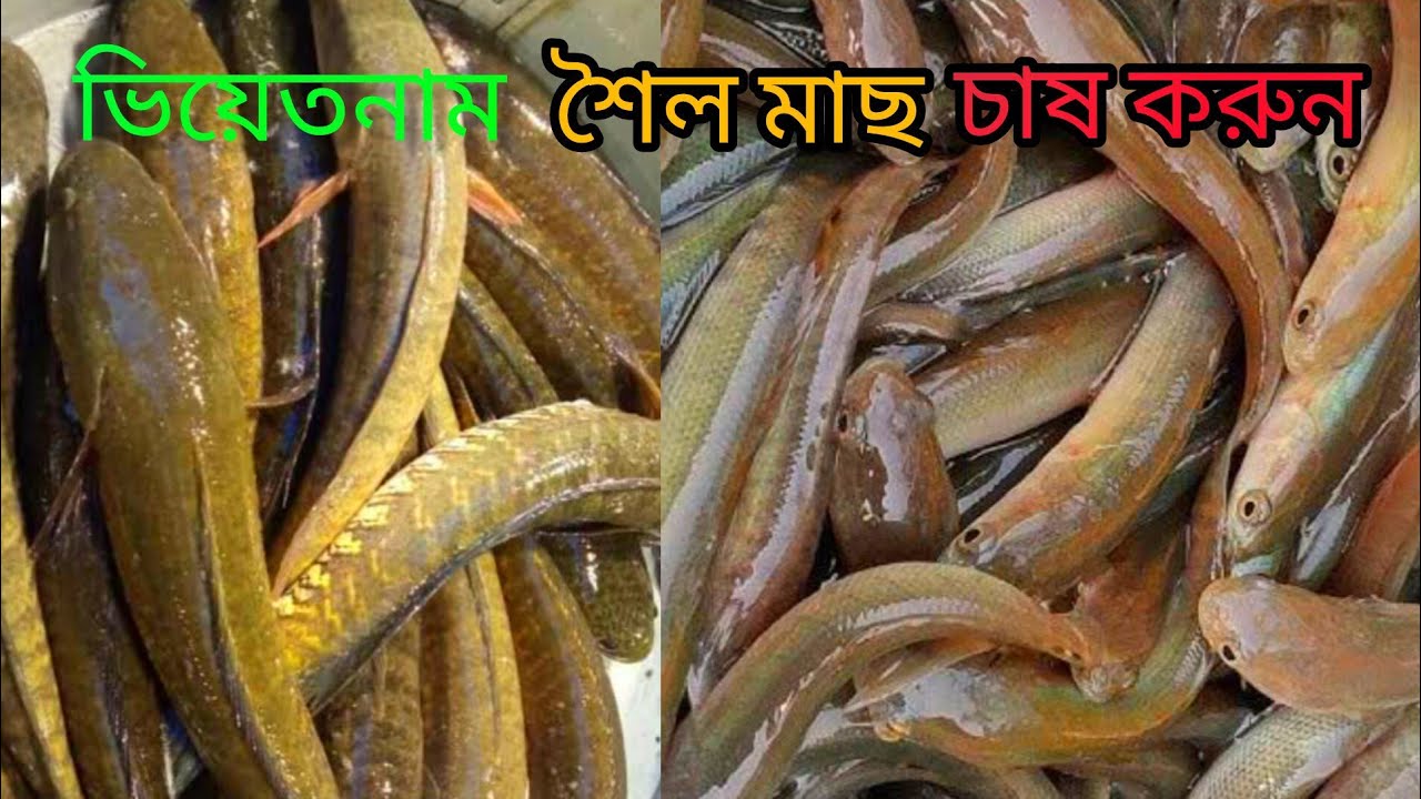 টেংরা মাছের পোনা চাষ পদ্ধতি ও কম দামে মাছের পোনা চাষ করুন মোবাইল ✆ 01339974878